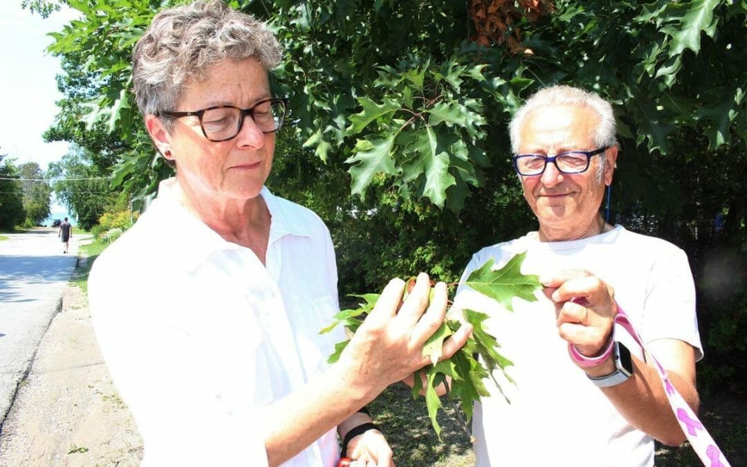 Oak Wilt latest threat to our forests